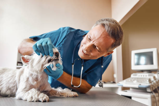 Best 24-Hour Emergency Dentist in Detroit Beach, MI